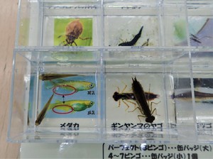 ５ 水の中の生き物さがしビンゴ.JPG