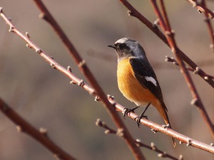 12.7楽しい野鳥観察+冬鳥講座.jpg